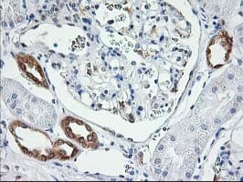 LCMT1 Antibody (clone OTI 1G5)