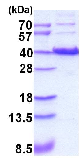 Human HIF1A / HIF1 Alpha Protein (Recombinant)