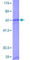 Human NXPH2 Protein (Recombinant GST)