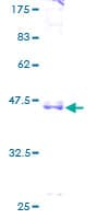 Human CCNL1 / Cyclin L1 Protein (Recombinant GST)
