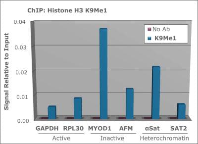 HIST3H3 Antibody (Me-Lys9)