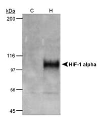 HIF1A / HIF1 Alpha Antibody (aa432-528, clone H1alpha67, Biotin)