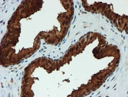 PSMA6 Antibody (clone OTI5H3)
