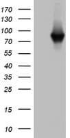 PARN Antibody (aa1-266, clone OTI3G9)