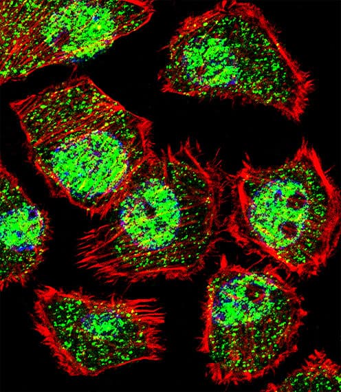 BTEB / KLF9 Antibody (aa29-57)