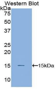 CSTB / Cystatin B / Stefin B Antibody (aa1-98, APC)