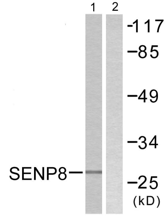 SENP8 Antibody