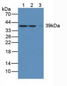 ARG2 / Arginase 2 Antibody (aa23-354)