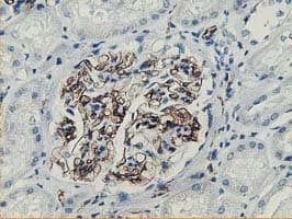 Adiponectin Antibody (aa19-244, clone OTI1B2, Carrier-free)