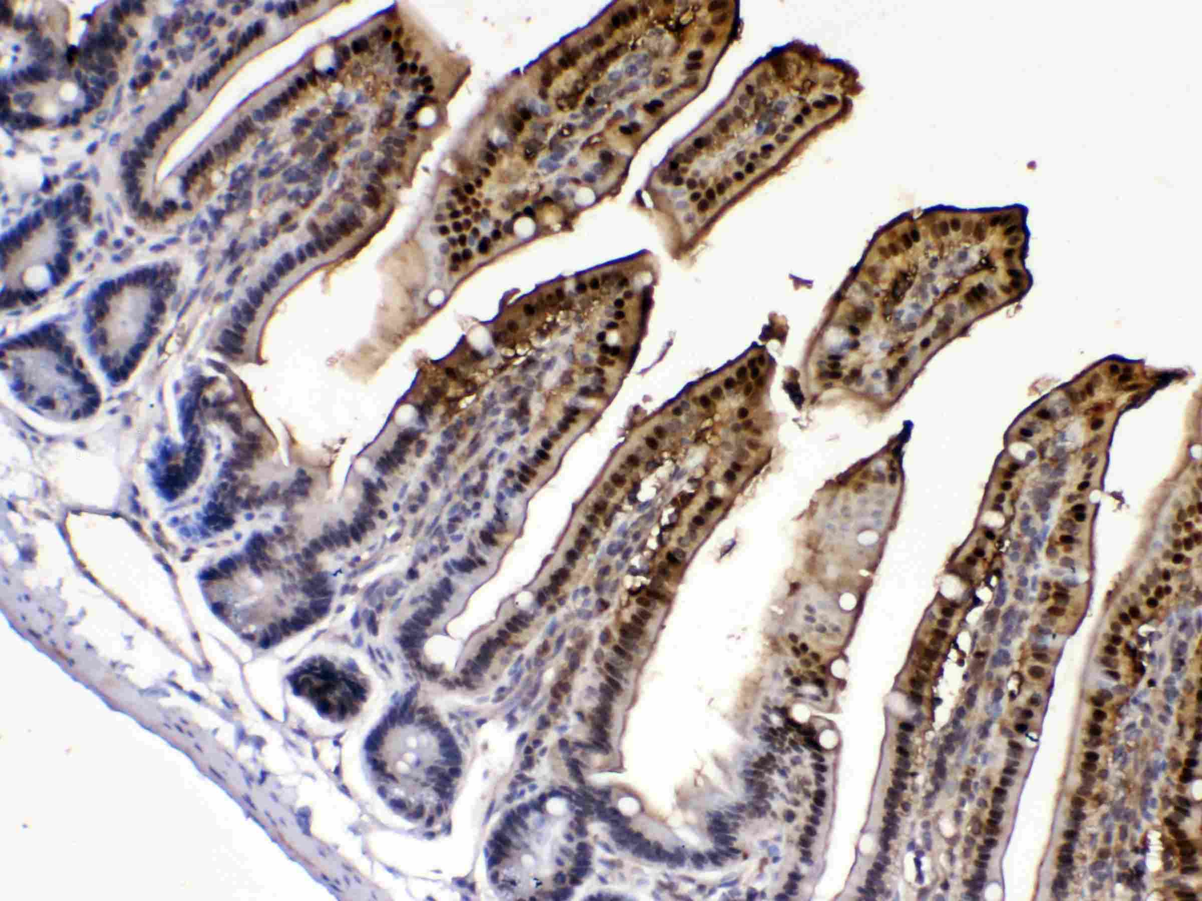 Polyclonal Rabbit anti-Mouse I-FABP / FABP2 Antibody (IHC, WB)
