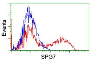Paraplegin / SPG7 Antibody (aa300-573, clone OTI7D10, Carrier-free)