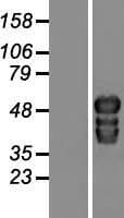TOX2 Protein (Over-Expression Lysate Myc-DDK (Flag))