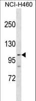 PARP1 Antibody (aa590-618)