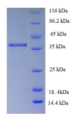 Arabidopsis thaliana NFYA3 Protein (Recombinant His)