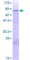 Human GLYR1 Protein (Recombinant GST)