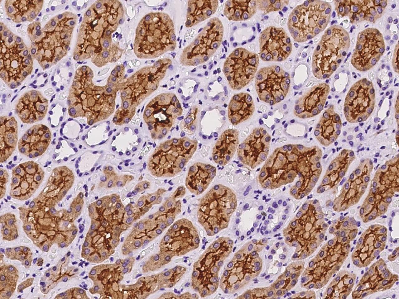 Polyclonal Rabbit anti-Human PDZK1 Antibody (IHC, IF)