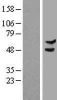 DCAF15 Protein (Over-Expression Lysate Myc-DDK (Flag))