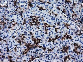 SULT1A1 / Sulfotransferase 1A1 Antibody (clone OTI1G10)