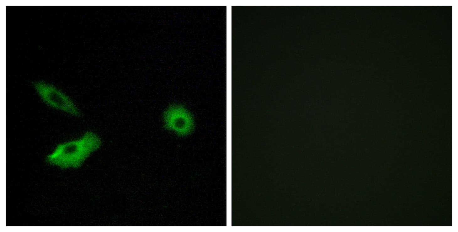 OR5AR1 Antibody (aa239-288)