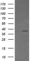 CD33 Antibody (clone OTI2E4)