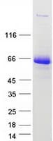 Human HUFI-2 / LRRFIP2 Protein (Recombinant Myc-DDK (Flag))