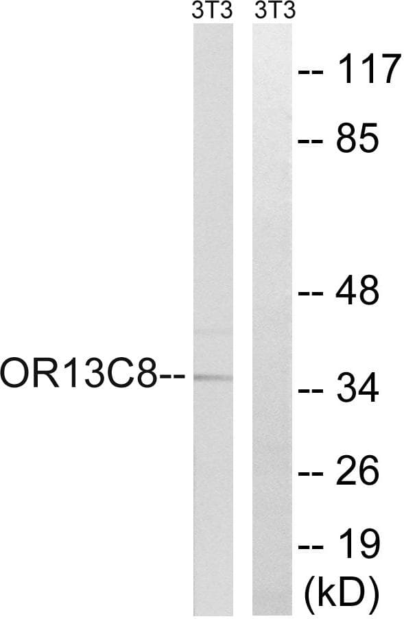Polyclonal Rabbit anti-Human OR13C8 Antibody (WB)