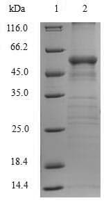 Human ARG1 / Arginase 1 Protein (Recombinant GST, N-terminus)