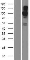 BICD2 Protein (Over-Expression Lysate Myc-DDK (Flag))