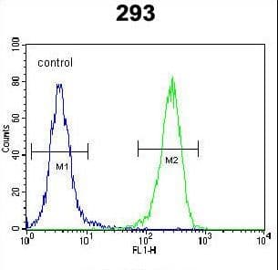 Polyclonal Rabbit anti-Human AQP11 / Aquaporin 11 Antibody (aa244-271, WB)