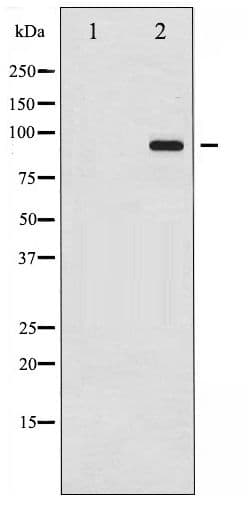 DNM1 / Dynamin Antibody (phospho-Ser774)