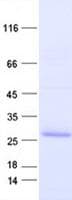 Human GEMIN7 Protein (Recombinant His, N-Terminal)