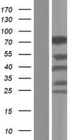 WASF2 / SCAR2 Protein (Over-Expression Lysate Myc-DDK (Flag))