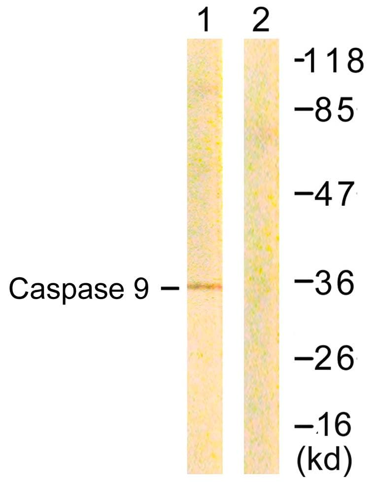 CASP9 / Caspase 9 Antibody (p144)
