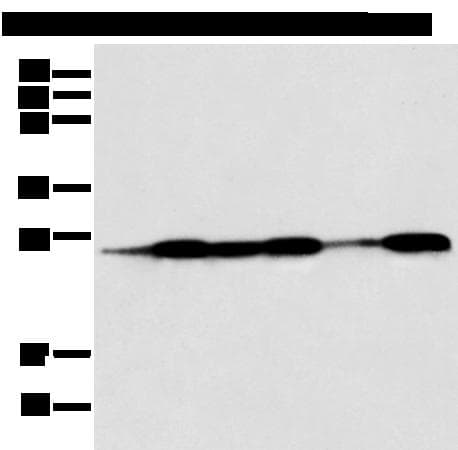 BAG2 Antibody