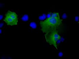 PSMC3 Antibody (clone OTI6E10)