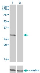 FcERI / Fc Epsilon RI Antibody (clone 2C12-3B6)
