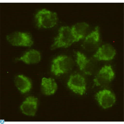 SYN / FYN Antibody