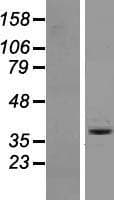 OR6A2 Protein (Over-Expression Lysate Myc-DDK (Flag))