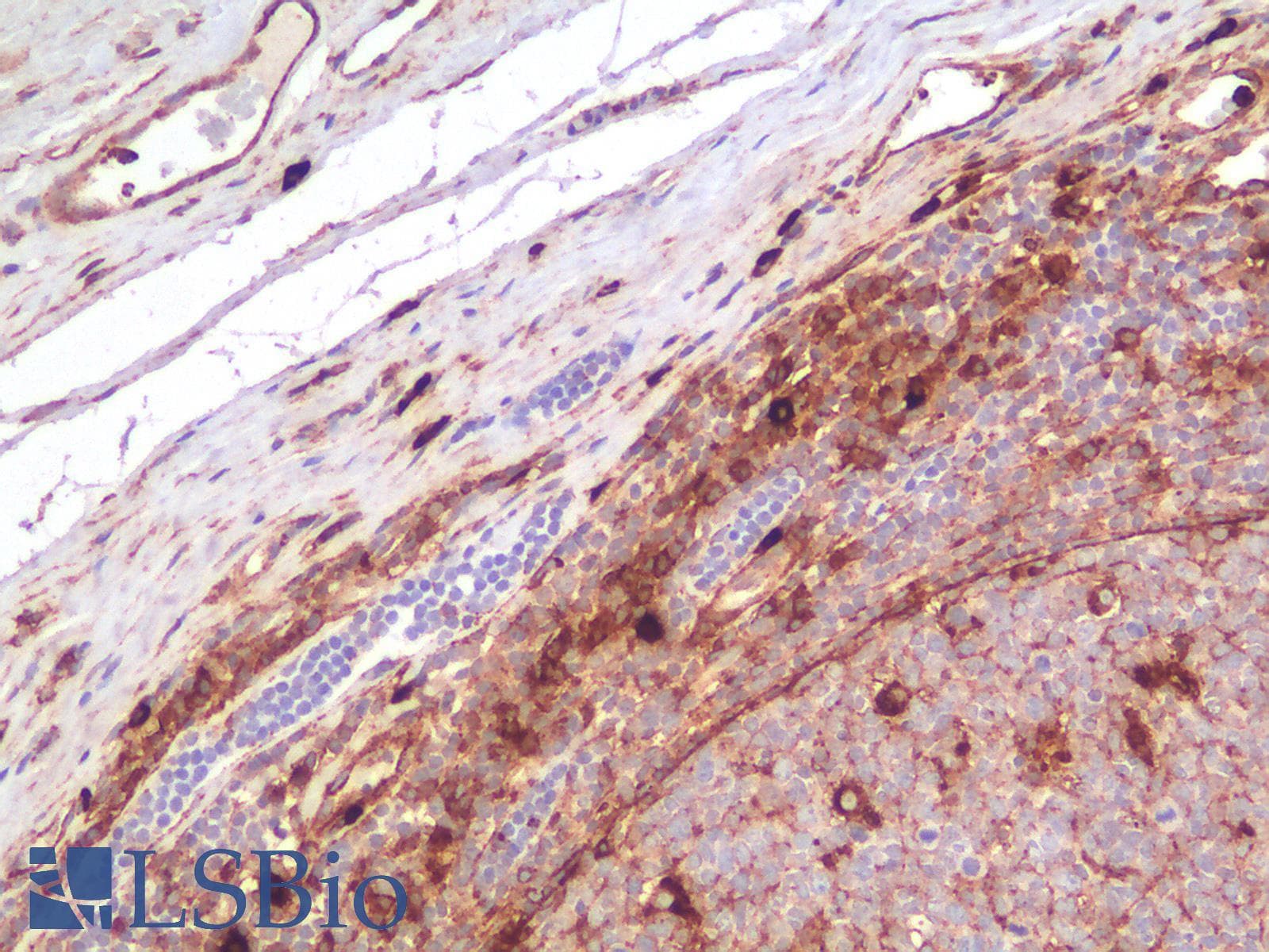 PathPlus™ CD63 Antibody (clone rMX-49.129.5)