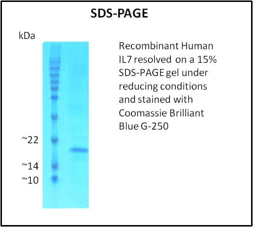 Human IL7 Protein (Recombinant)