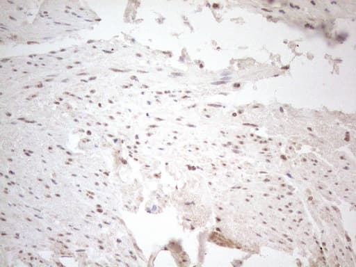 WTAP Antibody (aa2-106, clone OTI12G7, Carrier-free)