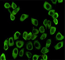 HSP90AB1 / HSP90 Alpha B1 Antibody