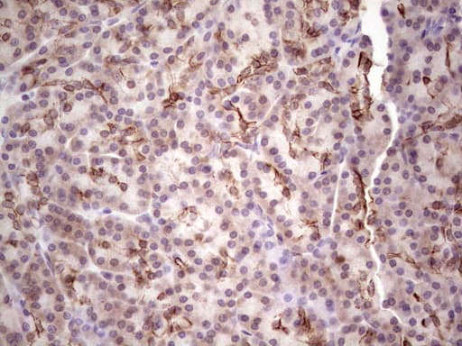 LAMA4 / Laminin Alpha 4 Antibody (aa25-270, clone OTI5G8)
