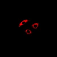 PDK4 Antibody