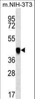 PAICS / ADE2 Antibody (aa95-123)