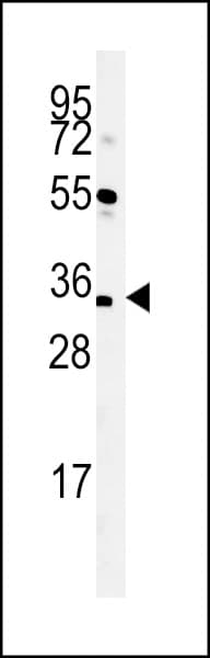 SPATC1L / C21orf56 Antibody (aa226-254)