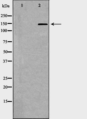 CD45 / LCA Antibody