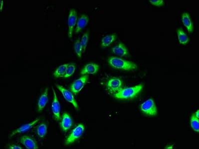 TSPAN33 / PEN Antibody
