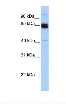 PRKAA1 / AMPK Alpha 1 Antibody (aa110-159)