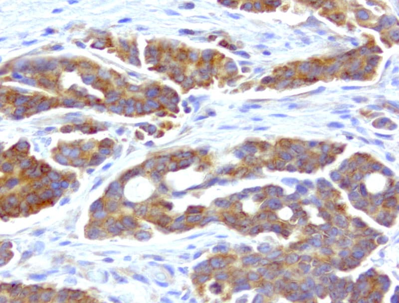 Monoclonal Mouse anti-Human WIBG Antibody (clone UMAB209, IHC, IF, WB)